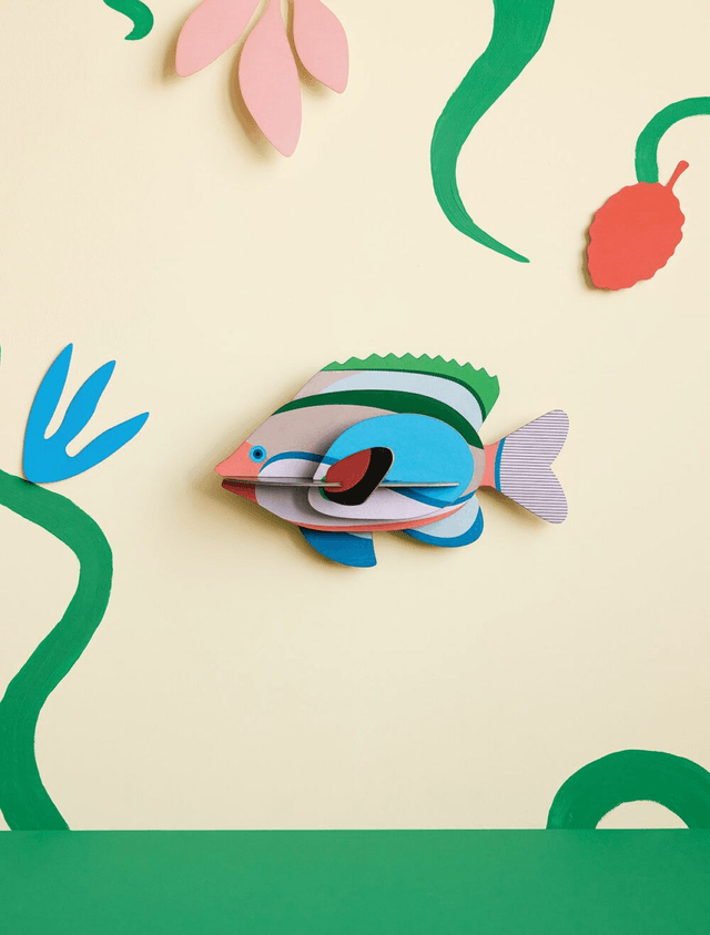 Fairy Wrasse