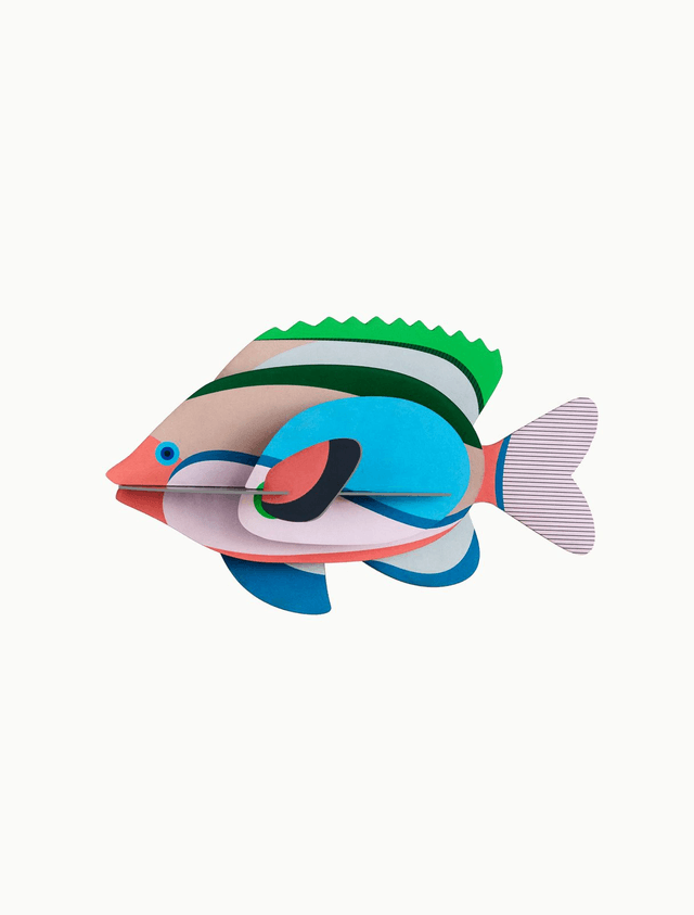 Fairy Wrasse